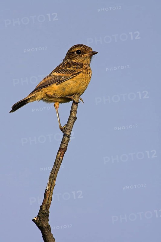 Stonechat, (Saxicola torquata), foraging, female, Bad Dürkheim district, Eich, Rhineland-Palatinate, Germany, Europe