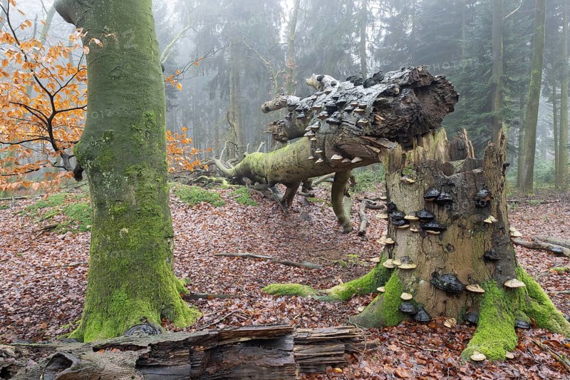 Old copper beeches (Fagus sylvatica) with tinder fungus (Fomes fomentarius) in the fog, Emsland, Lower Saxony, Germany, Europe