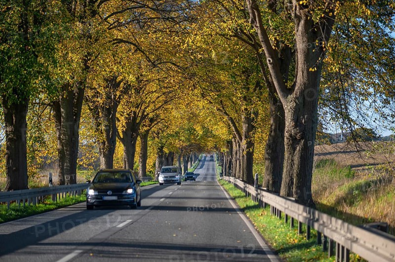 Autumnal lime tree avenue (Tilia) on a federal road B 104, Lübeck-Rehna, Mecklenburg-Vorpommern, Germany, Europe