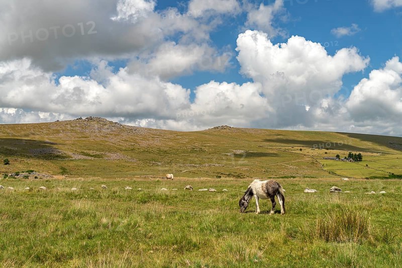 Pony in the countryside near Merrivale, Dartmoor, Devon, England, Great Britain