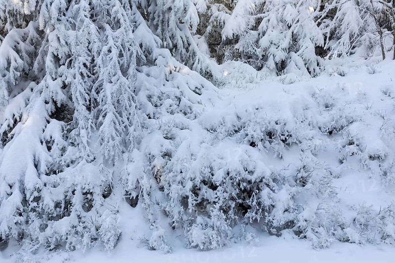 The crystals of hoarfrost look like lace on the snow-covered fir branches, winter landscape on the Auersberg, Eibenstock, Erzgebirge, Saxony, Germany, Europe