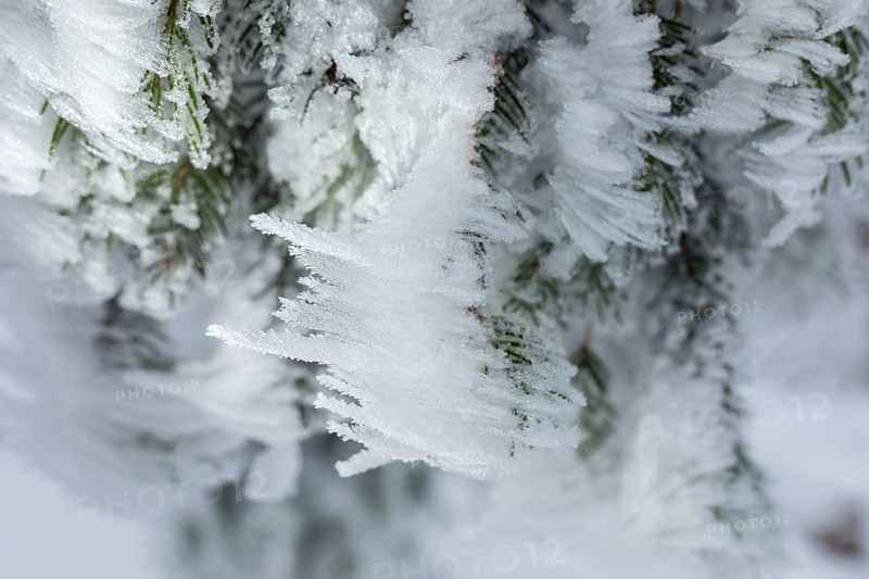 Spruce branch with hoarfrost formed by the wind, enchanted winter forest at Czorneboh, Upper Lusatia, Saxony, Germany, Europe