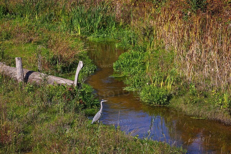 Bottrop-Gladbeck, North Rhine-Westphalia, Germany, grey heron, also known as a heron, on the renaturalised Boye, the tributary of the Emscher, was transformed into a near-natural watercourse, flood protection through newly designed flooding areas, the Boye is now free of sewage after the construction of a parallel sewer, is part of the Emscher river system and thus part of the Emscher conversion, was previously an open, above-ground wastewater channel, mixed water channel with surface water and sewage. Deadwood introduced at the front, Europe