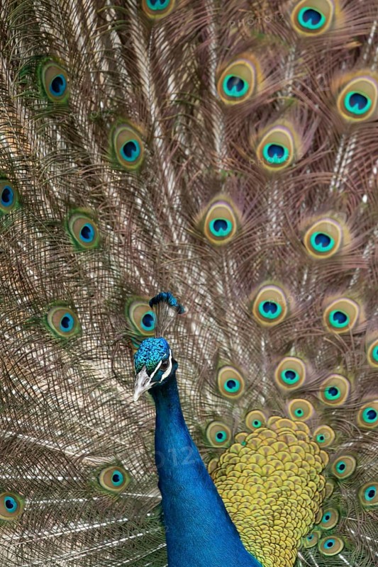 Indian peafowl or Peacock (Pavo cristatus) adult male bird displaying showing its tail feathers, England, United Kingdom, Europe