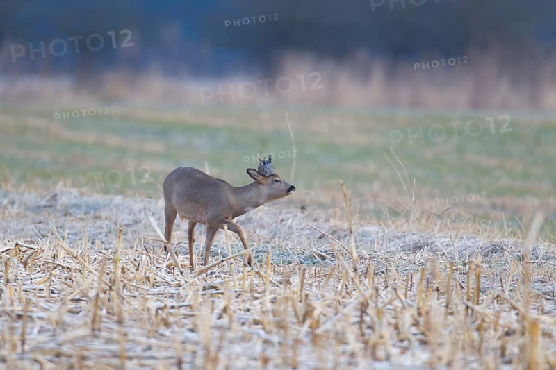Roe deer (Capreolus capreolus) adult male buck in a frosty farmland field with a piece of plastic waste stuck on its antlers in winter, England, United Kingdom, Europe