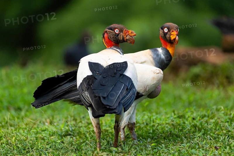 King vulture (Sarcoramphus papa), cock, vulture birds (Aegypiinae), Laguna del Lagarto Lodge, Alajuela, Costa Rica, Central America