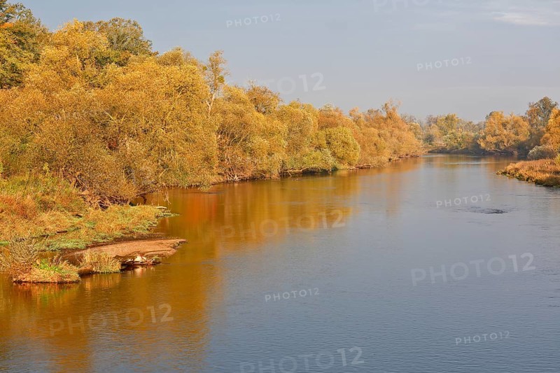Autumn foliage colouring on the banks of the Mulde river near Dessau, Autumn atmosphere in the biosphere reserve, Middle Elbe Biosphere Reserve, Dessau-Roßlau, Saxony-Anhalt, Germany, Europe