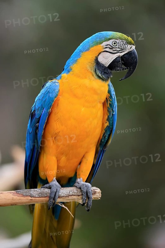 Yellow-breasted Macaw (Ara ararauna), adult, on wait, South America