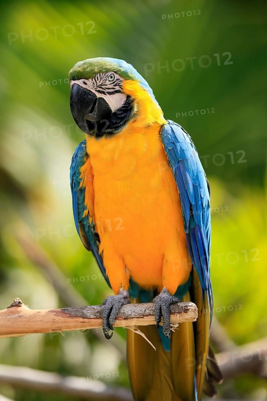 Yellow-breasted Macaw (Ara ararauna), adult, on wait, South America