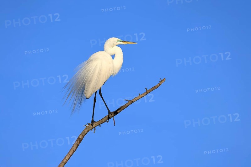 Great Egret (Ardea alba), adult, breeding plumage, decorative feathers, perch, St. Augustine, Florida, USA, North America
