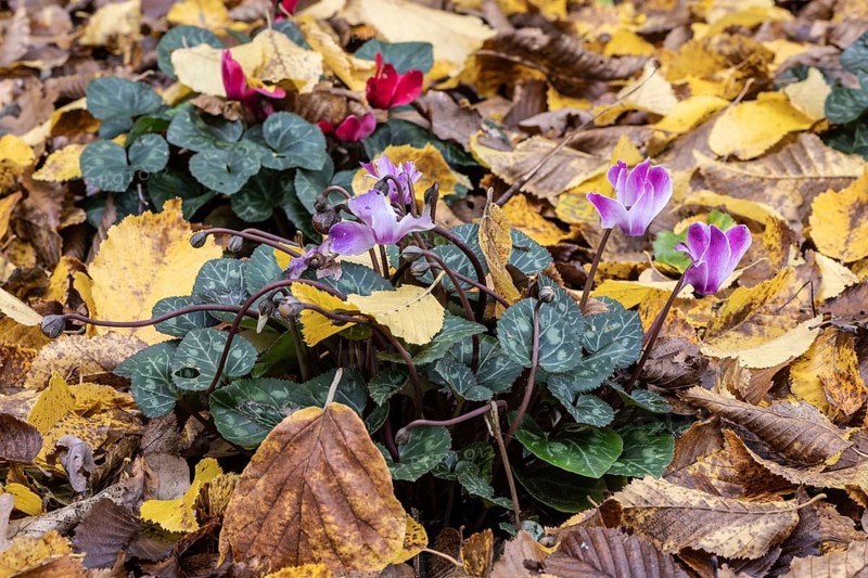 Cyclamen (Cyclamen neopolitanum) in fallen leaves, Emsland, Lower Saxony, Germany, Europe