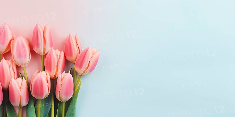 Pink tulips spring flowers on pastel background with copy space. KI generiert, generiert AI generated