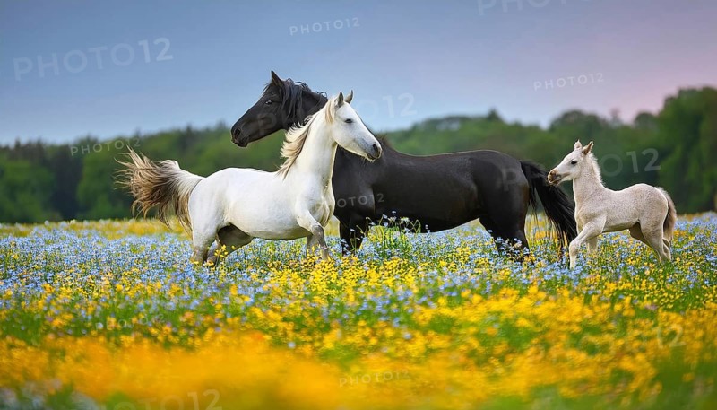 Horse family, stallion, mare and two foals, studio, AI generated