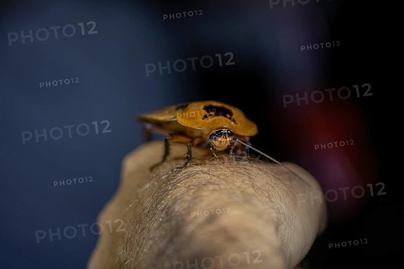 Giant marbled cockroach (Archimandrita marmorata), cockroach sitting on one arm, at night, Puntarenas province, Costa Rica, Central America