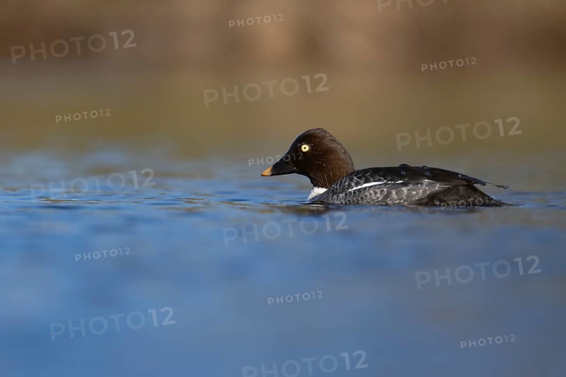 Common goldeneye (Bucephala clangula), Sweden, Europe