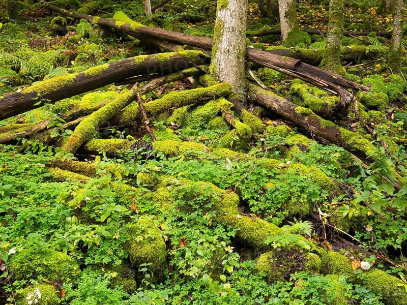 Basalt boulders, and old tree stems, covered with moss, in the forest beside the Schwartzbach, in the Rhön UNESCO Biosphere nature reserve, county Bavaria, Germany, Europe