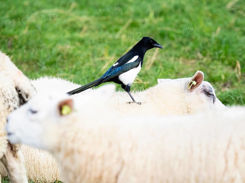 Magpie (Pica pica), adult bird, perched on the back of a Texel sheep, searching for insects, island of Texel, Holland