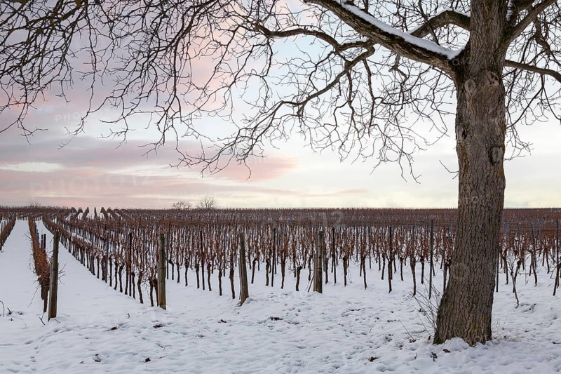 Winter vineyards in the snow with a bare tree and pink-coloured sky, Southern Palatinate, Palatinate, Rhineland-Palatinate, Germany, Europe