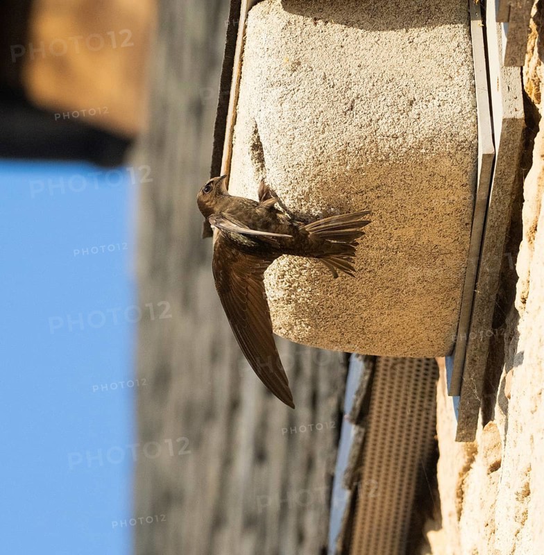 Common swift (Apus apus), adult bird at entrance of its nest, which is one of a row of artificial nest boxes which have been put on the building specifically to provide and aid swifts with a nesting site, Hesse, Germany, Europe