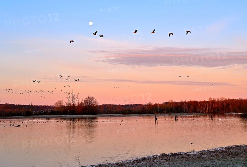 White-fronted goose (Anser albifrons), a flock of wild geese flies in the dawn in front of the full moon, Lower Rhine, North Rhine-Westphalia, Germany, Europe