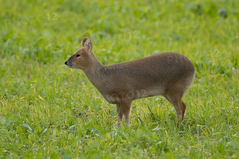 Chinese water deer (Hydropotes inermis) adult animal in a farmland field, England, United Kingdom, Europe