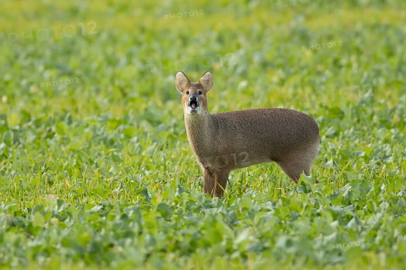 Chinese water deer (Hydropotes inermis) adult animal barking in a farmland field, England, United Kingdom, Europe