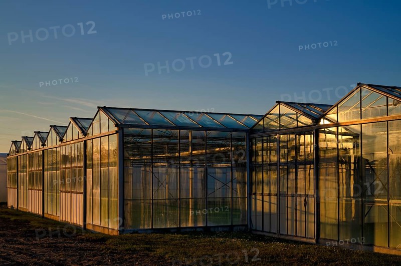 Greenhouses, greenhouses, glasshouses, nursery, Fellbach, evening light, evening, Baden-Württemberg, Germany, Europe