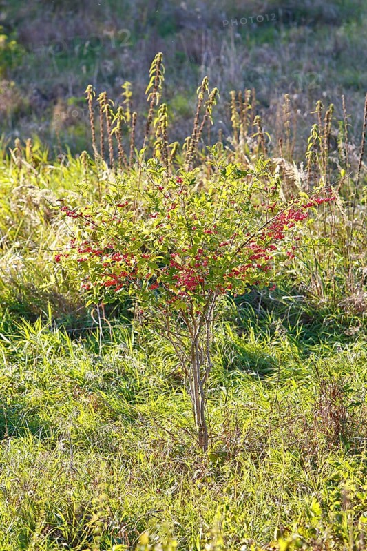 Common spindle bush (Euonymus europaeus), European or common peacock, peacock cap, peacock cap with seed capsules, autumn atmosphere in the biosphere reserve, Middle Elbe Biosphere Reserve, Dessau-Roßlau, Saxony-Anhalt, Germany, Europe