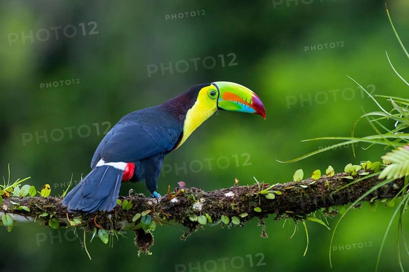 Fishing Toucan (Ramphastos sulfurantus), Toucans (Ramphastidae), Laguna del Lagarto Lodge, Alajuela, Costa Rica, Central America