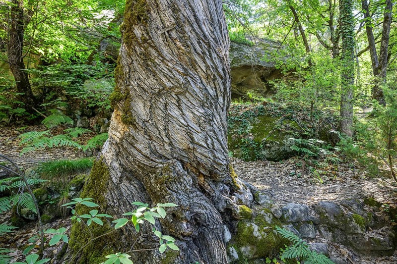 Twisted tree trunk, Grés d'Annot sandstone labyrinth hike, Alpes-de-Haute-Provence, France, Europe