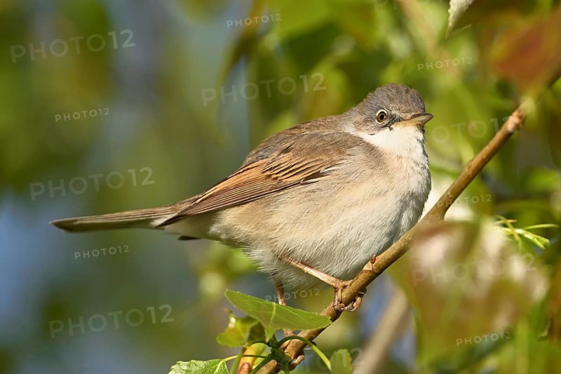Common whitethroat (Sylvia communis), on a perch, Lake Neusiedl National Park, Seewinkel, Burgenland, Austria, Europe
