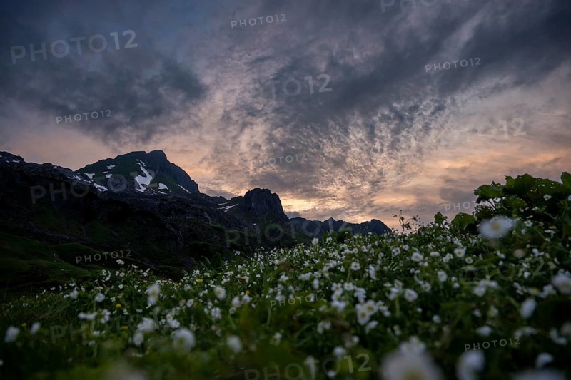 Summit in the morning light with dramatic clouds and anemone in the foreground, Lech, Lechquellengebirge, Vorarlberg, Austria, Europe