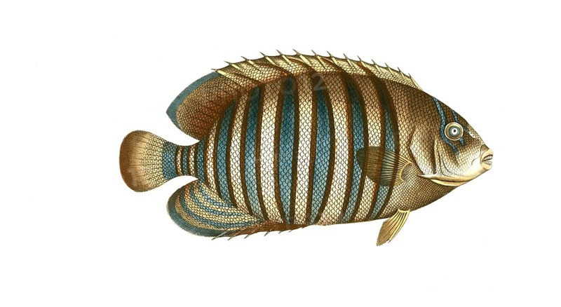 Fish, Fishes, Genus Banded butterflyfish, Butterflyfish, Chaetodon fasciatus, Striped butterflyfish, Historical, Digitally restored reproduction from a 19th century original, Record date not stated