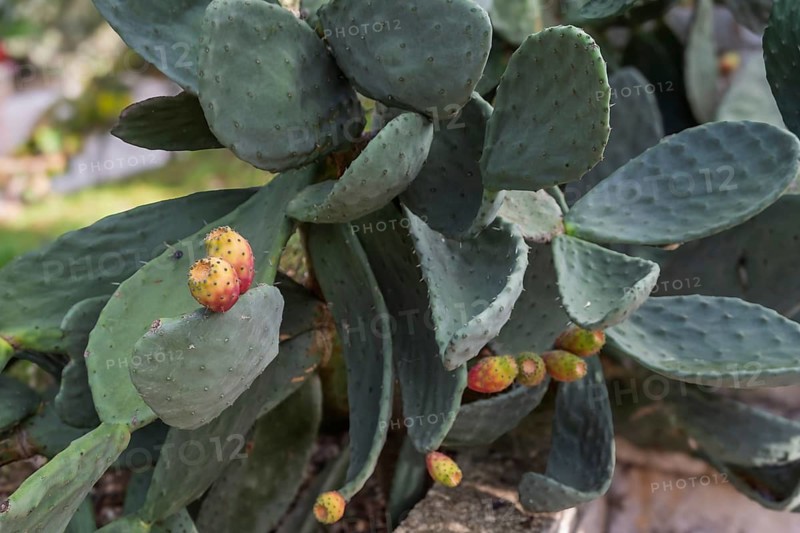 Prickly cactus leaves with small, ripe fruits in a natural setting, prickly pear, Apulia, Italy, Europe