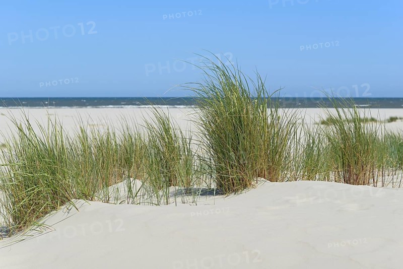 Dune with marram grass (Ammophila arenaria), blue sky, North Sea, Juist, East Frisian Islands, Lower Saxony, Germany, Europe