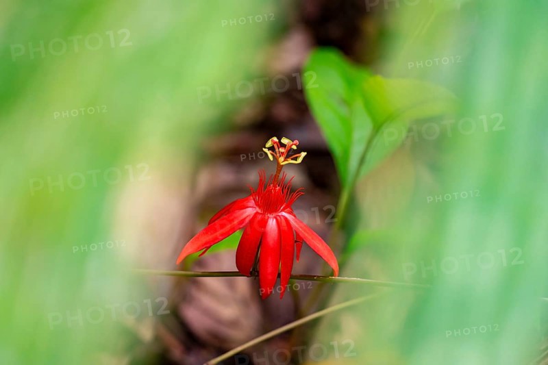 Flower of a red passion flower (Passiflora vitifolia), Corcovado National Park, Osa, Puntarena Province, Costa Rica, Central America