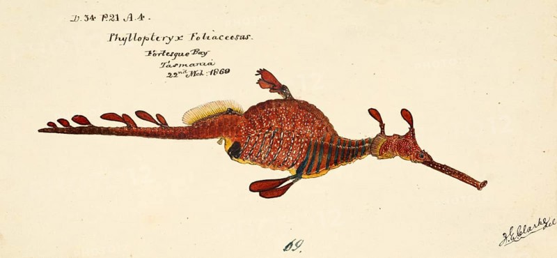 Sea dragon or weedy seadragon, Phyllopteryx taeniolatus, common seadragon or weedy seadragon, fish, reproduction of an original, by Frank Edward Clarke (b. 1849, d. 1899), ichthyologist and scientific draughtsman