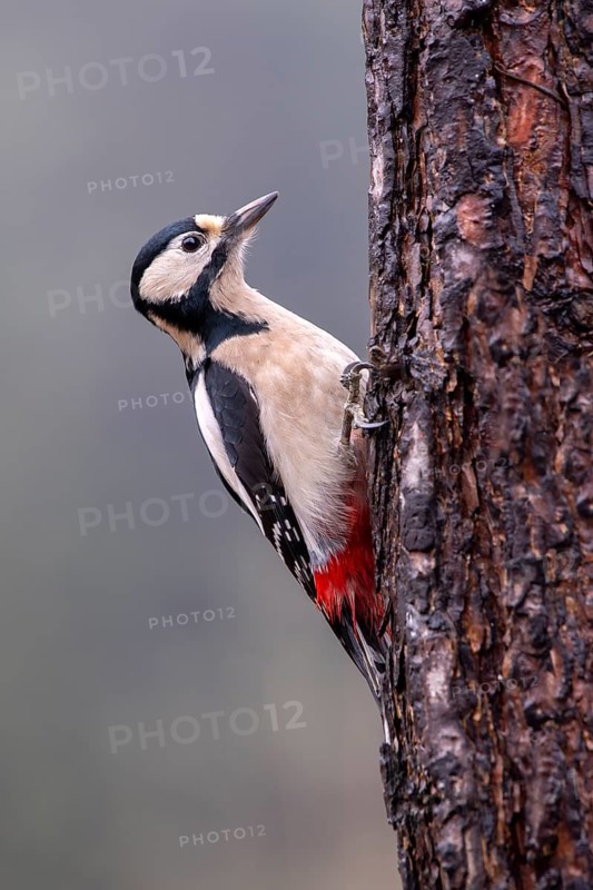 Great spotted woodpecker (Picoides major), on a tree trunk, Terfens, Tyrol, Austria, Europe