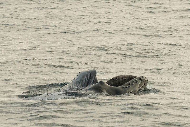 Humpback whale (Megaptera novaeangliae) feeding at the sea surface, Barents Sea, Northeast Iceland, Svalbard and Jan Mayen archipelago, Norway, Europe