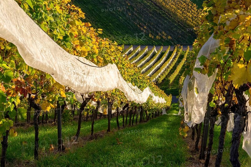 Sunlit vineyard in autumn with vines and yellow leaves, with protective net, Strümpfelbach, Rems Valley, Baden-Württemberg, Germany, Europe