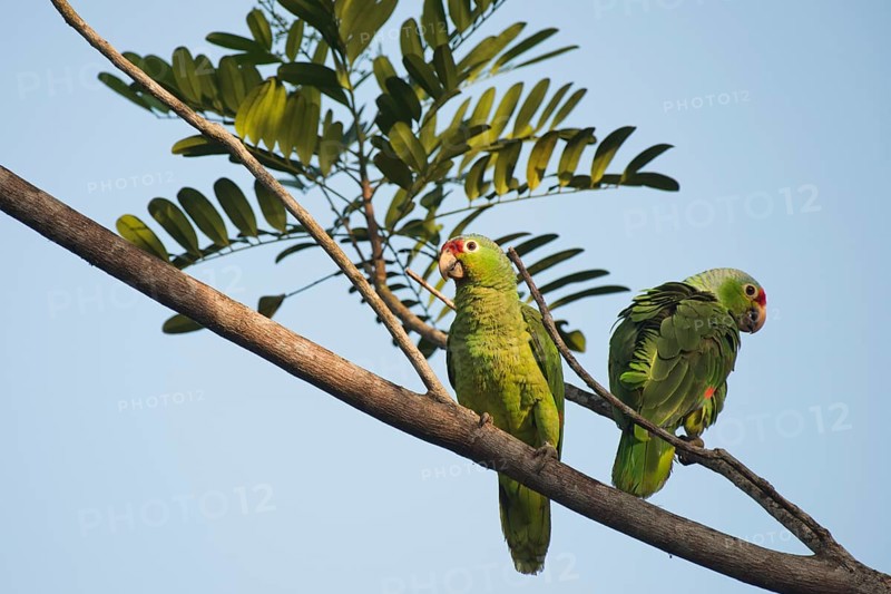 Red-fronted Amazon (Amazona autumnalis), Costa Rica, Central America