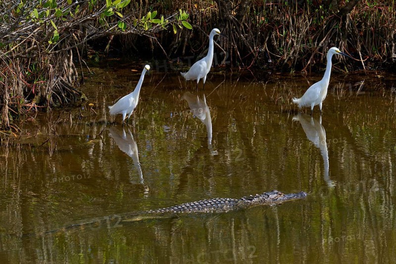 Great Egret (Egretta thula), three birds and American Alligator (Alligator mississippiensis) in the pond, Black Point Wildlife Drive, Titusville, Florida, USA, North America