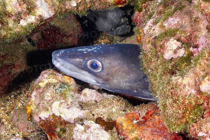 A conger eel (Conger conger) hides between colourful rocks under water in the Mediterranean Sea near Hyères. Dive site wreck Le Vapeur, Giens peninsula, Provence Alpes Côte d'Azur, France, Europe