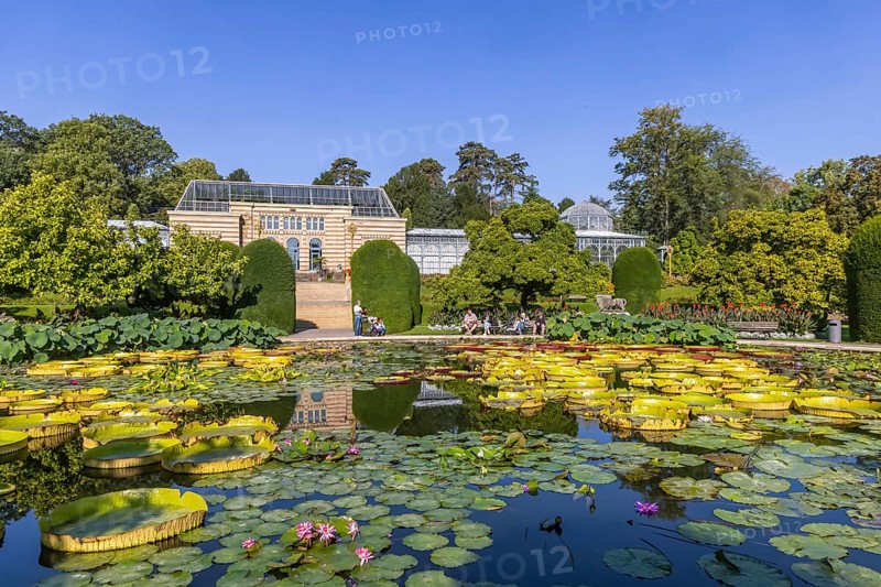 Water lily pond in the Zoological-Botanical Garden, Moorish Garden of the Zoo, Stuttgart, Baden-Württemberg, Germany, Europe