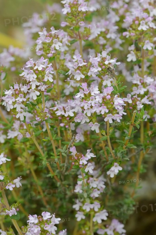 Common thyme (Thymus vulgaris), flowering, medicinal and aromatic plant, Provence, southern France