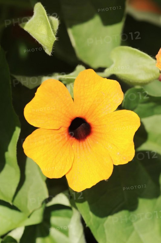 Black-eyed susan vine (Thunbergia alata), flower, ornamental plant, North Rhine-Westphalia, Germany, Europe