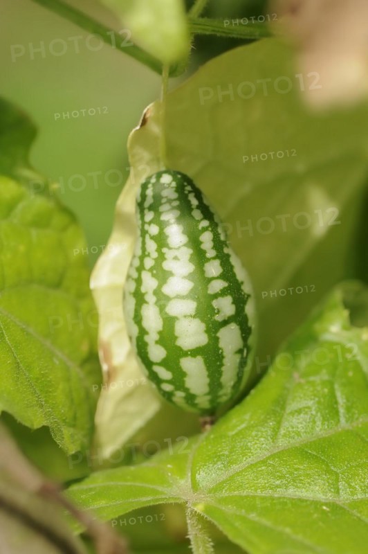 Mexican mini cucumber (Zehneria scabra, Melothria scabra), cucumber on the plant, useful plant, North Rhine-Westphalia, Germany, Europe