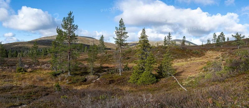 Autumn landscape, Pallas-Yllästunturi National Park, Lapland, Finland, Europe