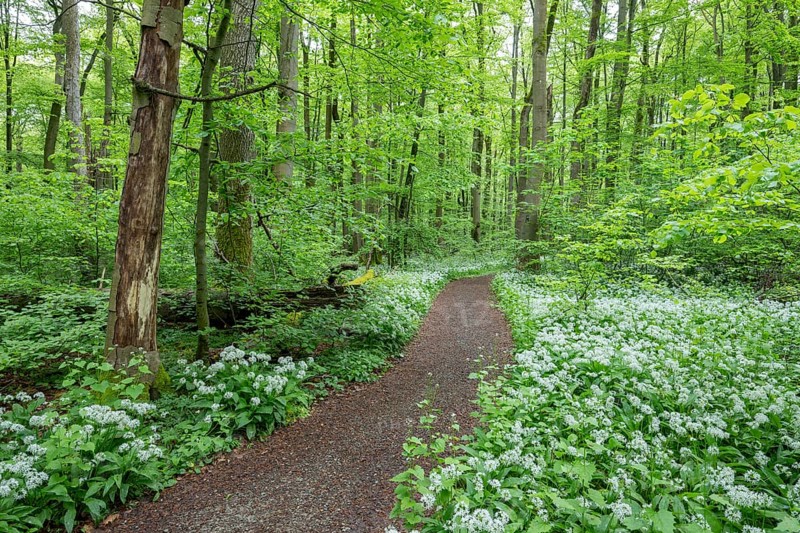 Path through a near-natural deciduous forest, copper beech forest (Fagus sylvatica) with flowering wild garlic (Allium ursinum), Hainich National Park, Thuringia, Germany, Europe