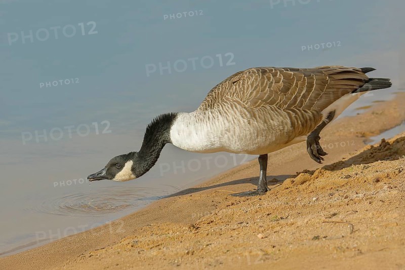 Canada goose (Branta canadensis), adult bird drinking water at the Altmühlsee, Wildlife, Altmühlsee, Altmühltal, Upper Bavaria, Bavaria, Germany, Europe